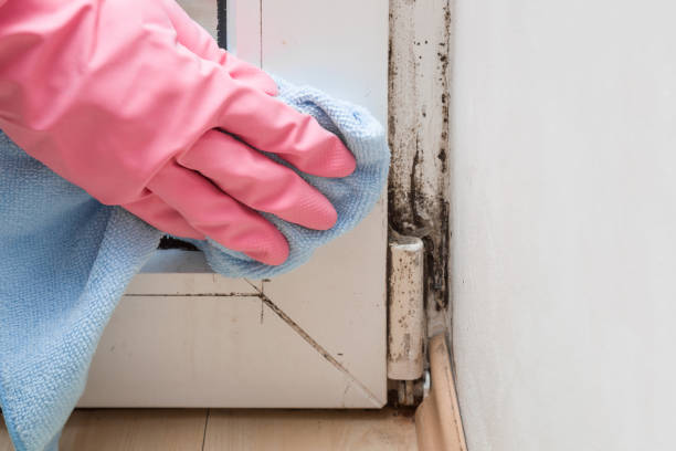 Mold Odor Removal Services in Jasper, TX